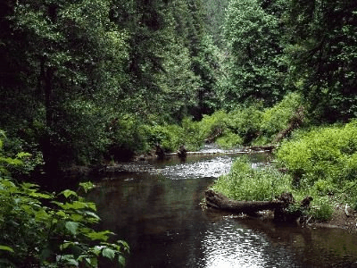 giftedmotion_001.gif