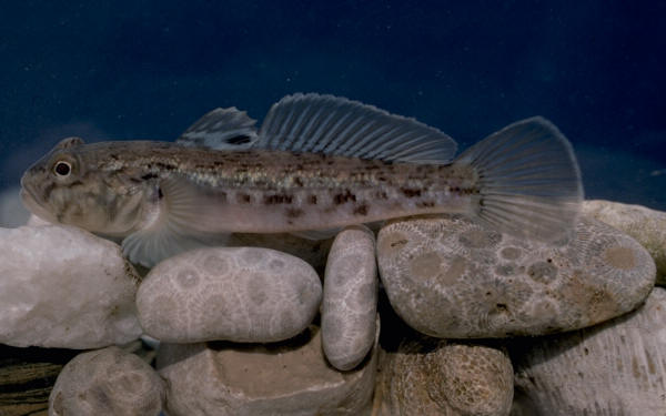 goby_004.jpg