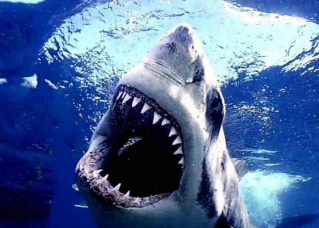 lanshark_001.jpg