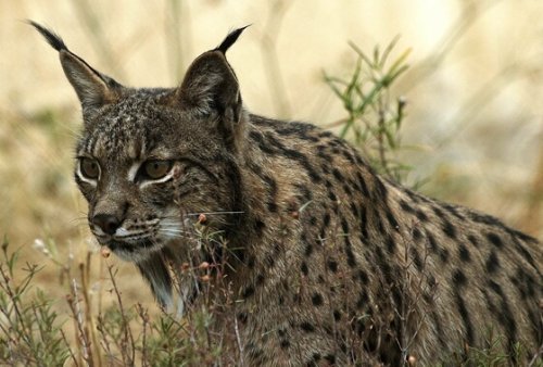 lince_025.jpg
