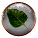 bodhi_021.png