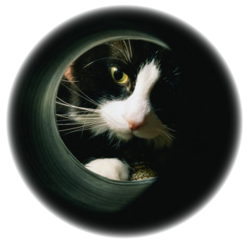 catlooking_001.png