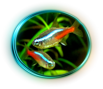 neonview_001.png