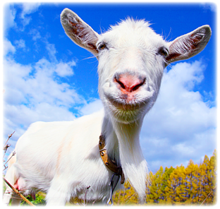 goat_001.png