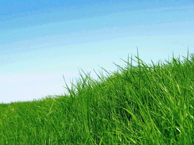 aaphoto-001.gif