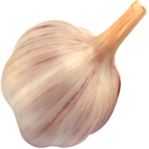 garlic-001.png