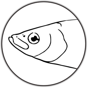 vendace-001.png